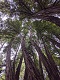 Redwood tree canopy